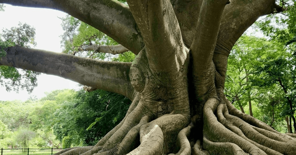 ROOTS Fellowship Foundation Funds Four Projects to Safeguard Indigenous Spiritual Traditions in Africa and South America