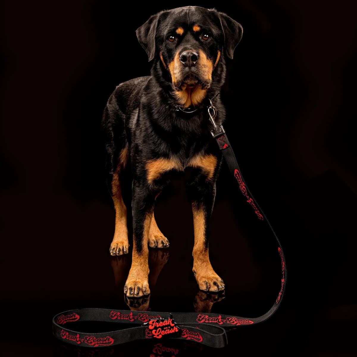 Freak On a Leash Positions Spiked Dog Collars as Everyday Accessories with Full-Grain Leather Construction