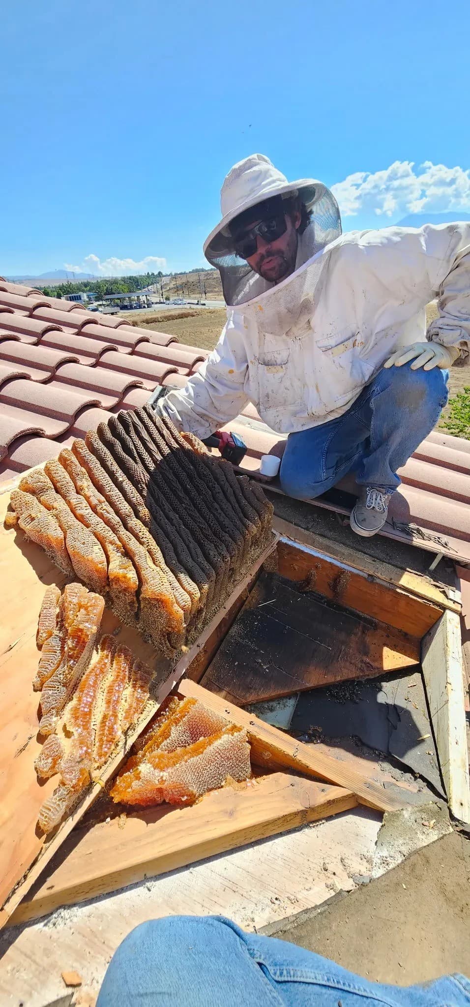 BeeSmart Bee Removal Expands Live Extraction Services in Hemet to Address Long-Term Risks of Extermination