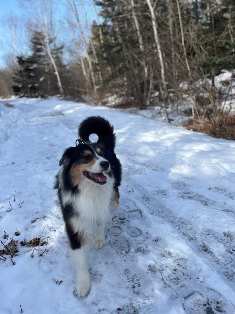 Canada's 2026 Purina Animal Hall of Fame Inducts Two Heroic Dogs for Life-Saving Acts