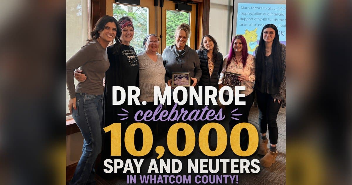 Kitten Season Surge Drives Record Demand for Whatcom Feline Alliance's Spay and Neuter Services