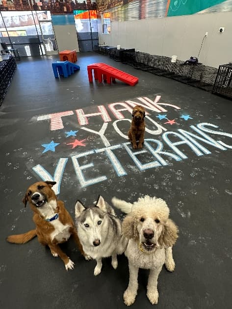 Dogtopia Foundation Marks Veterans Day with $5 Million Raised for Service Dogs, Supporting Over 700 Veteran Teams Nationwide